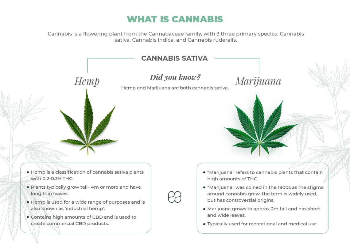 infographic explaining the difference between hemp and marijuana