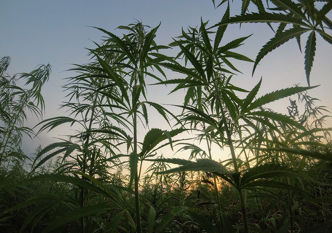 Cannabis field with sunsetting in background