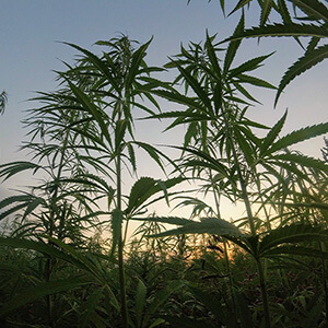 cannabis field with sunset in background