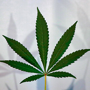 image of green hemp leaf on white background