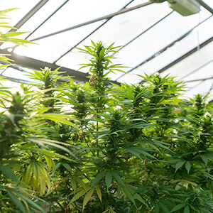 tall green hemp plants in a greenhouse