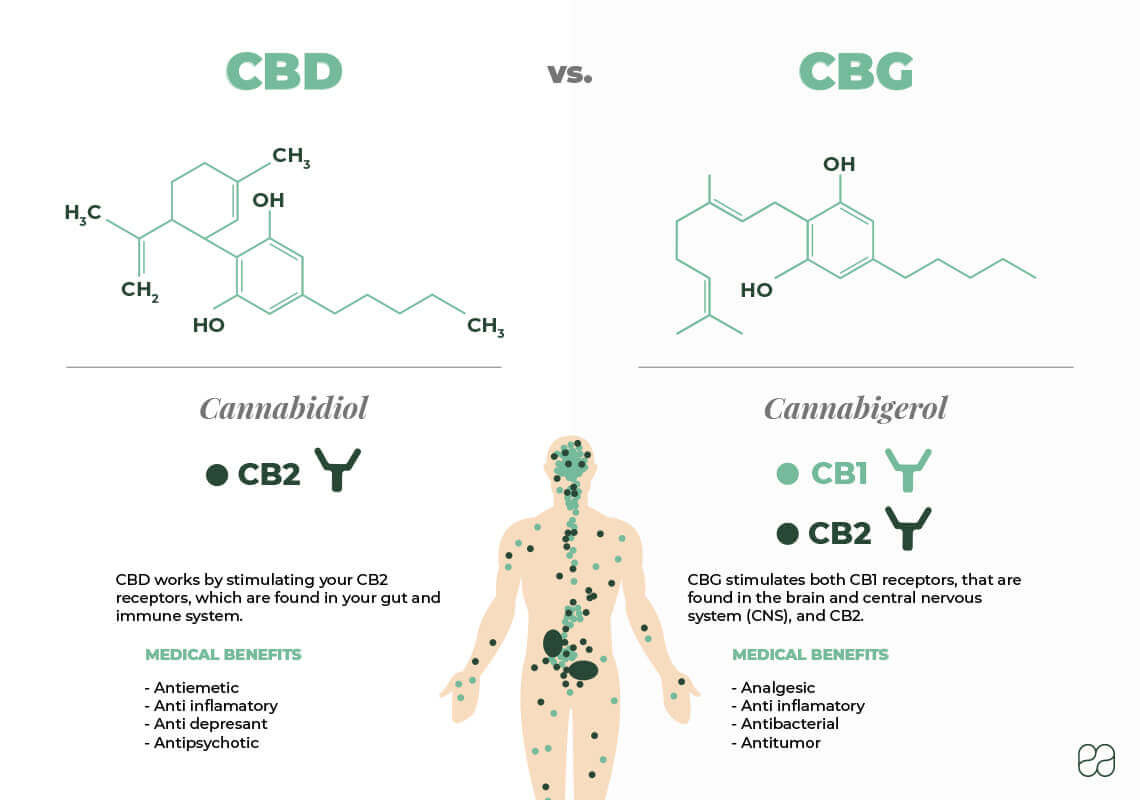 infographic explaining the difference between CBD and CBG