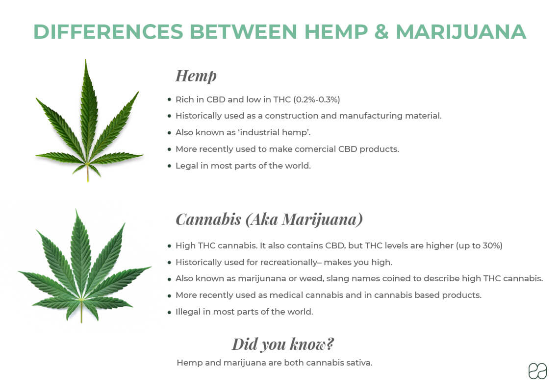 infographic explaining the differences between hemp and marijuana