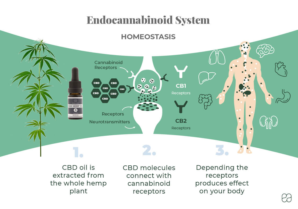 infographic explaining the endocannabinoid system and how CBD influences it 