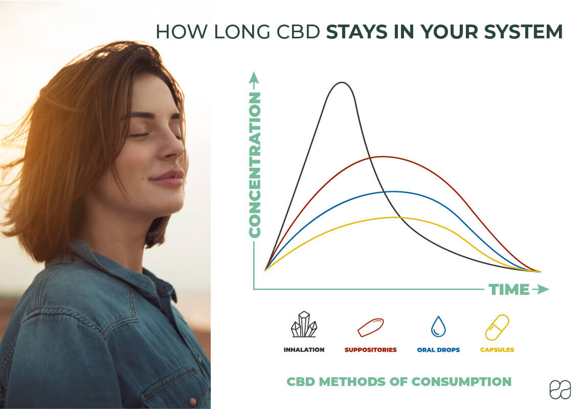 infographic explaining how long CBD stays in your system with a graph