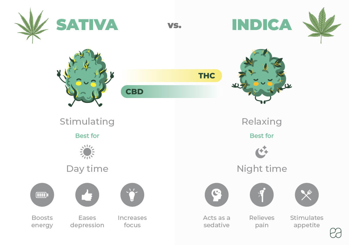 infographic explaining the difference between indica and sativa