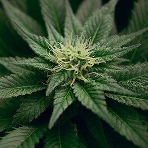 close up photo of dark green cannabis plant 