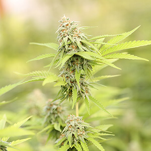 close up of green hemp plant