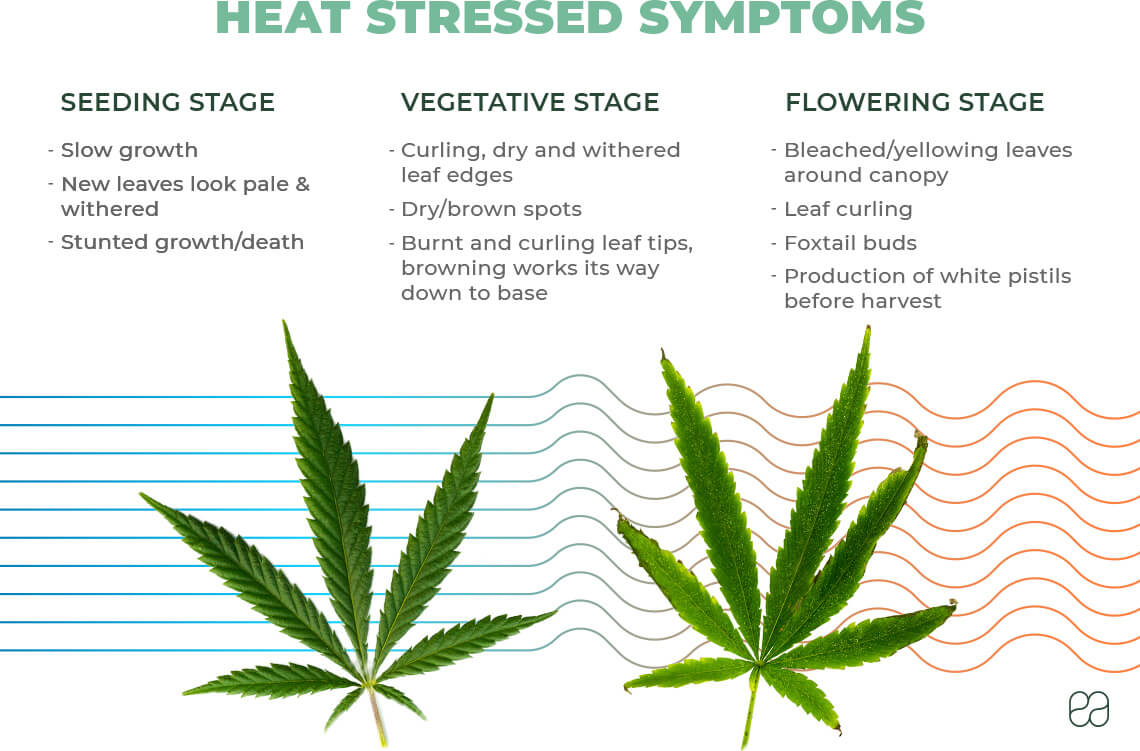 infographic explaining heat stress symptoms in cannabis plant