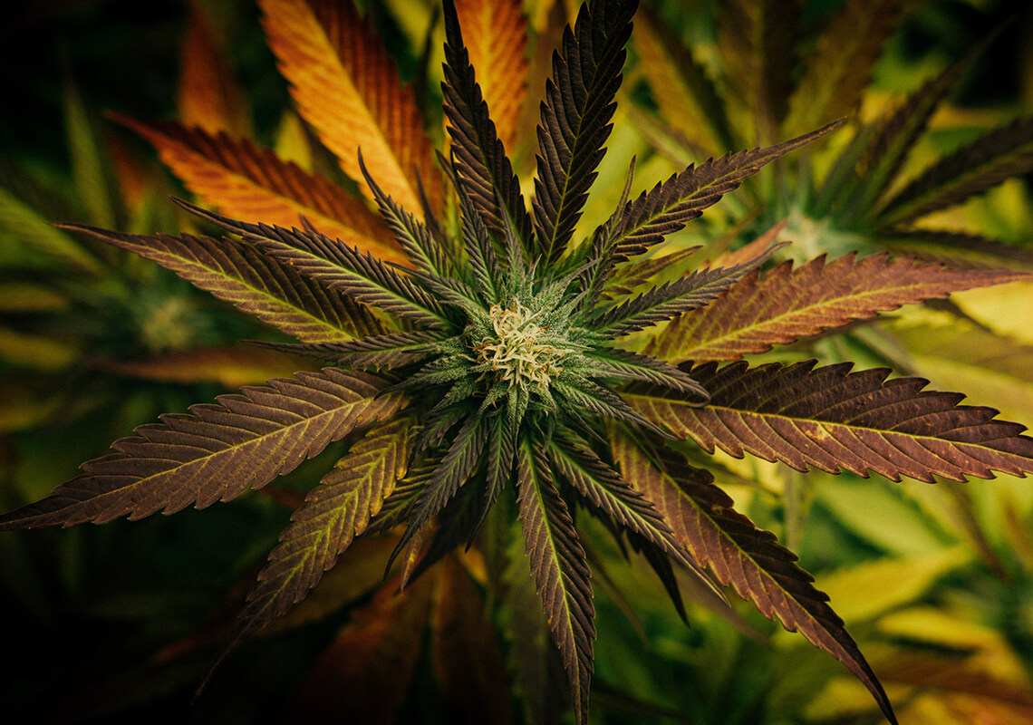 cannabis plant with orange leaves