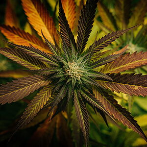 cannabis plant with orange leaves