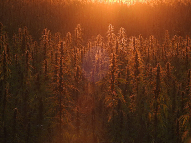 Hemp fields