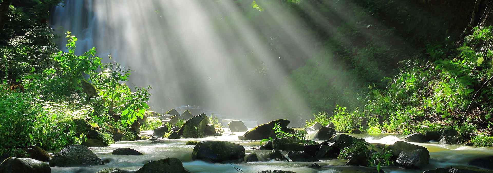 A small river in the middle of a forest with a little sunshine coming down from above