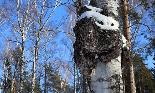 Feno Chaga on trees