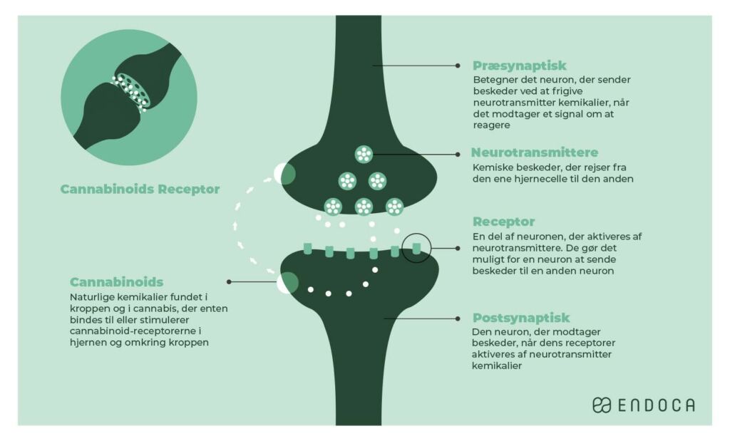 CBD effekter