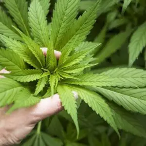 CBD Flower