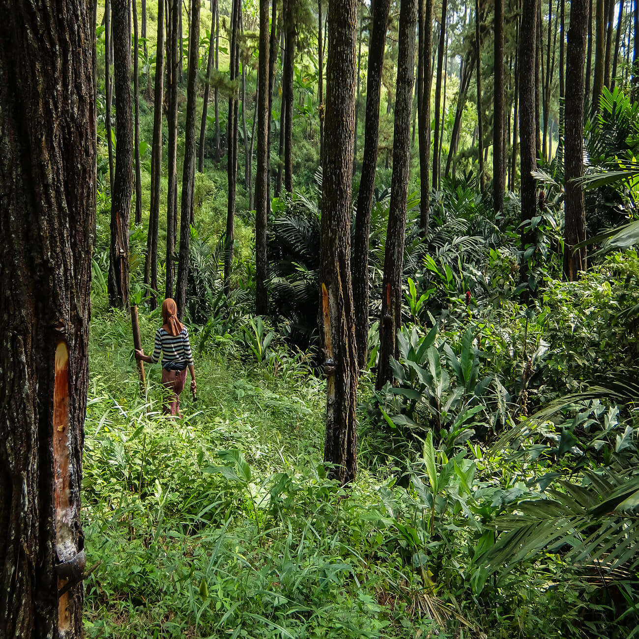 Person walking through a dense forest of tall trees