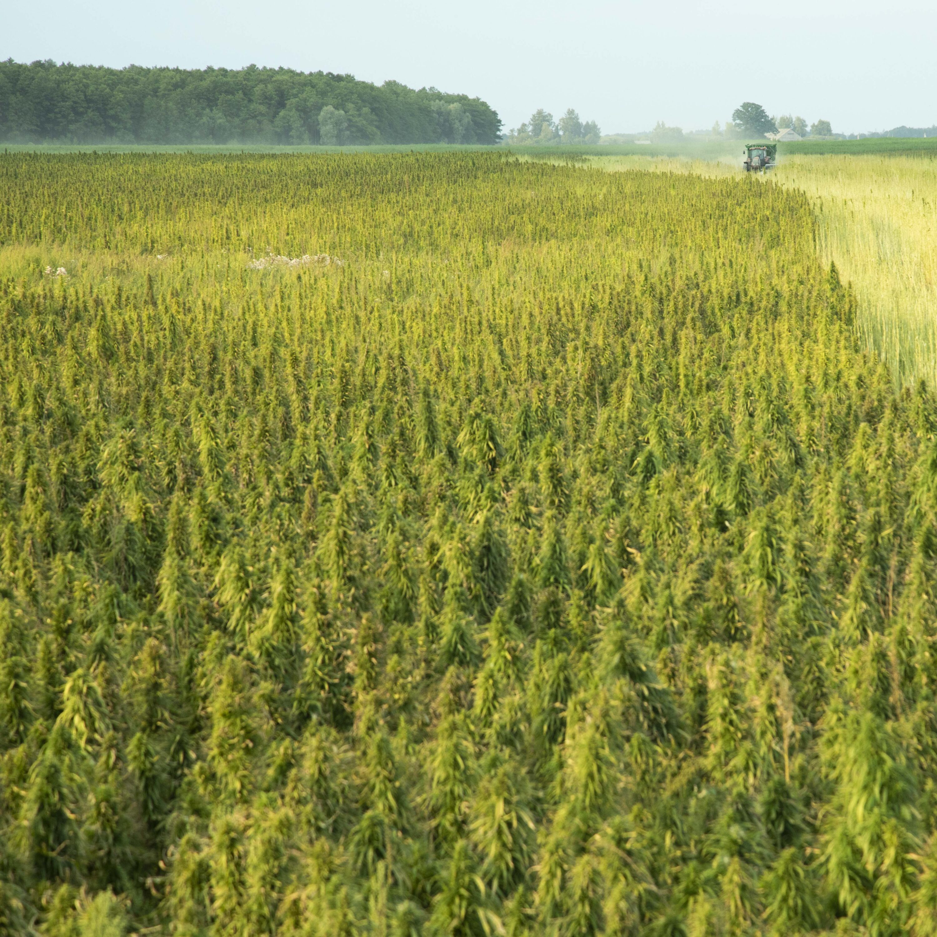 Wide view of an organic hemp field being harvested at Endoca's farm