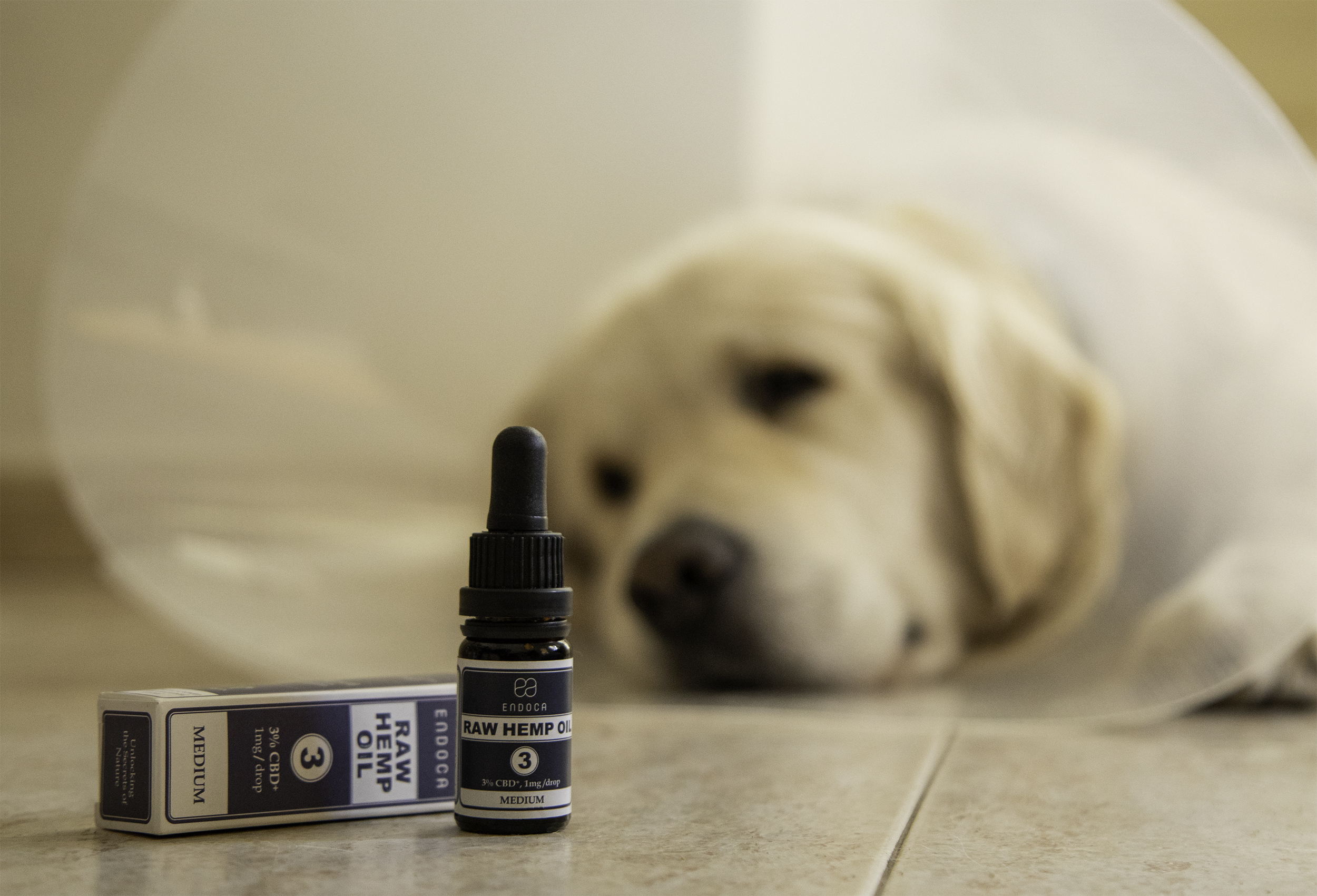 What is CBD for dogs