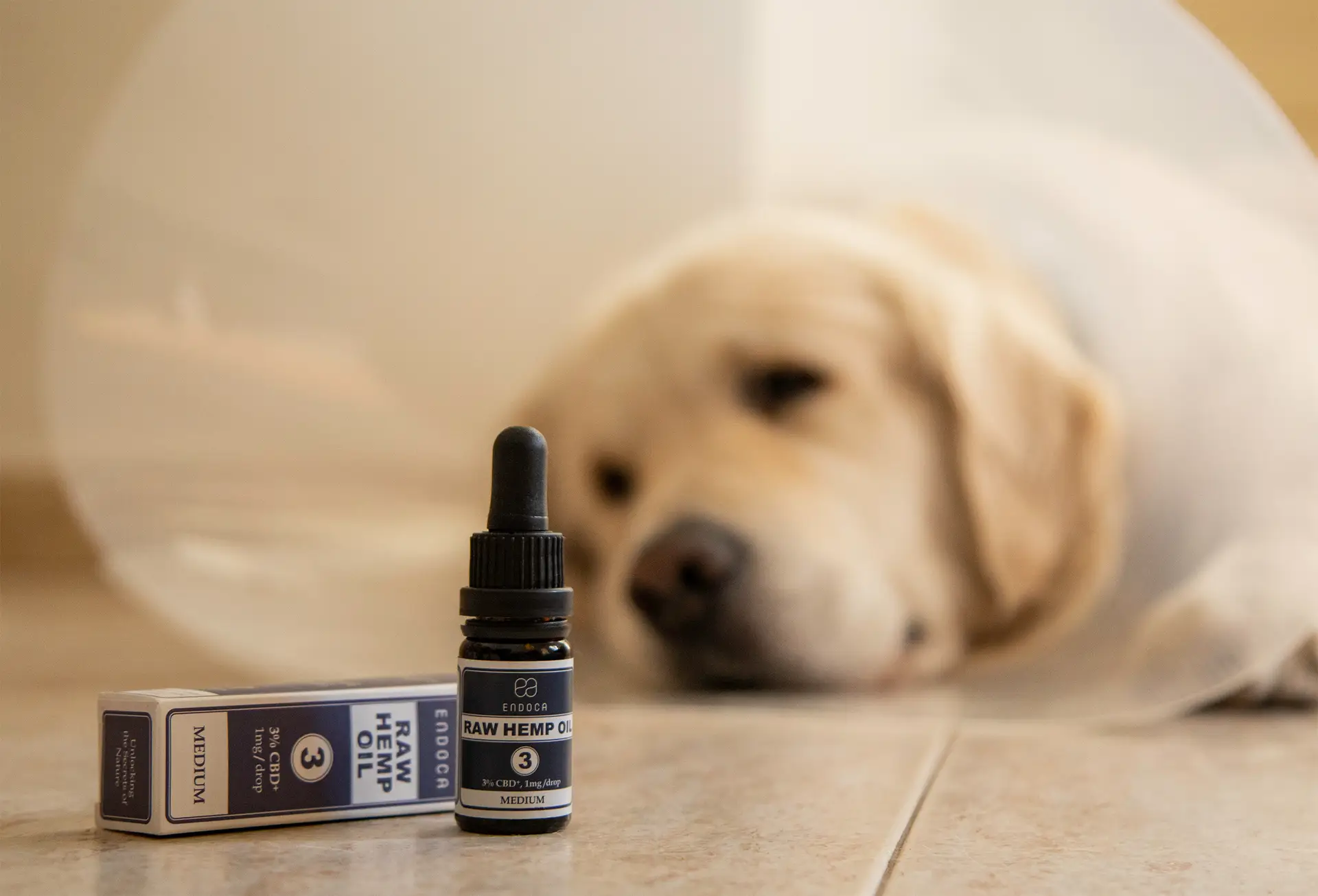 What is CBD for dogs