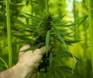 Hand harvesting a hemp flower among tall green hemp plants
