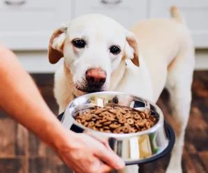 (IG MAY) Dogs how to use CBD (1)