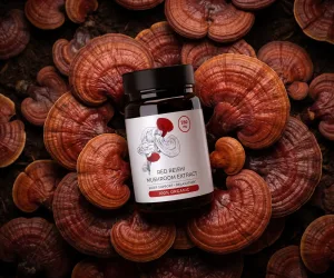 Red reishi